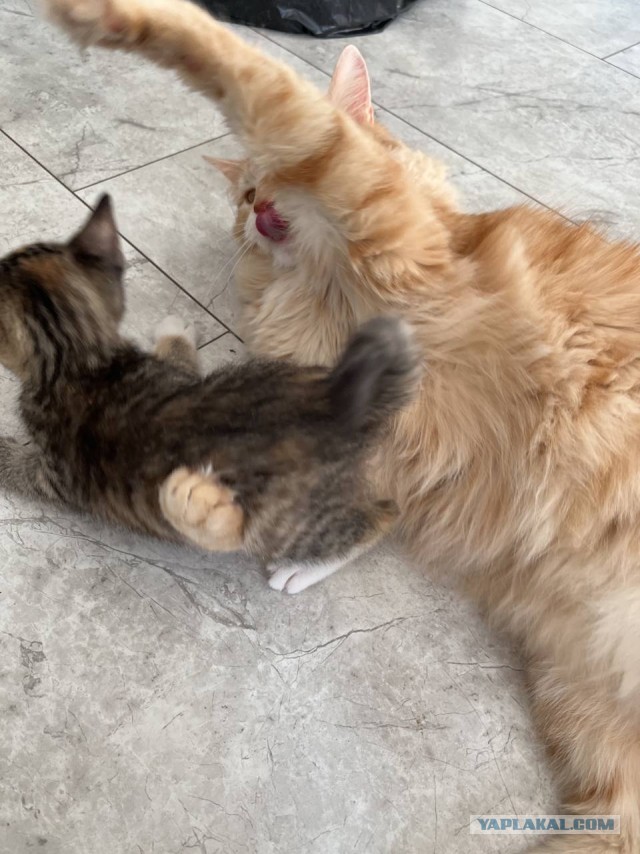 Котовторник ведь начался!