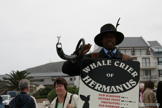 ЮАР, Замбия, Ботсвана