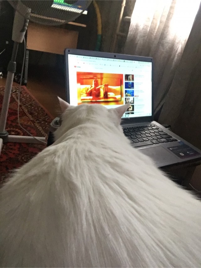 Лето и коты