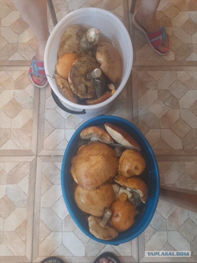 Грибов нет