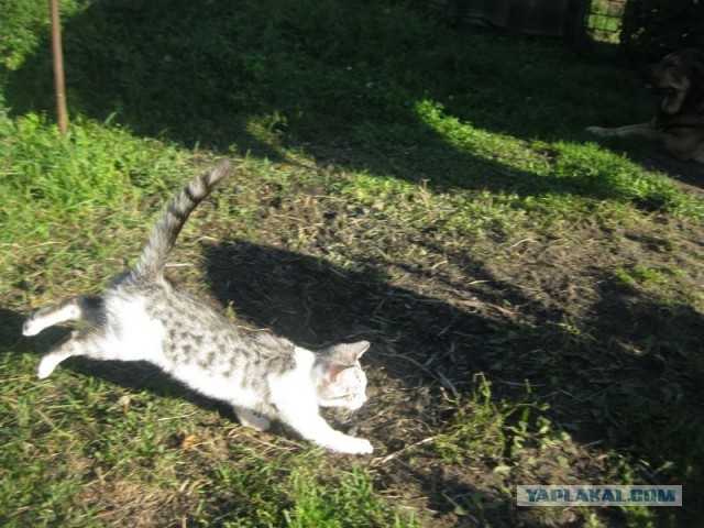 Жизнь домашнего приюта для котеек 415