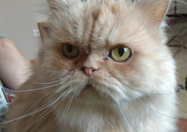 Вторник, сэр кот