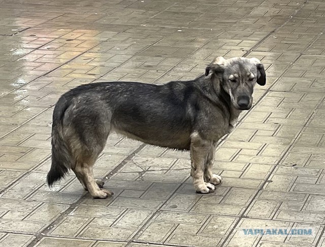 Плов домашний