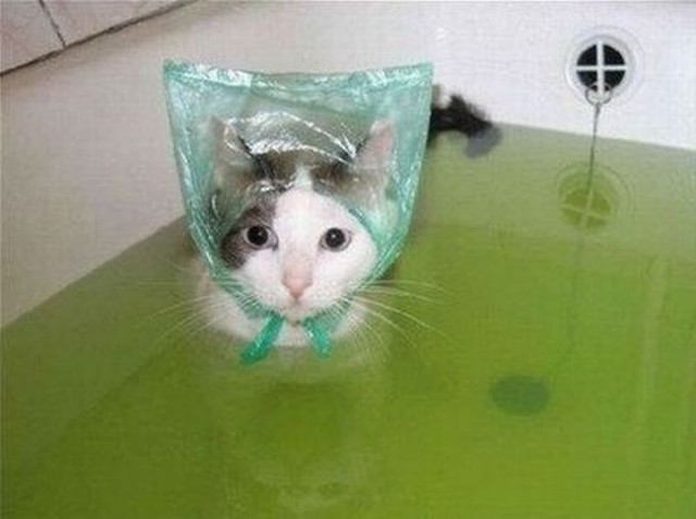 Повезло котейке