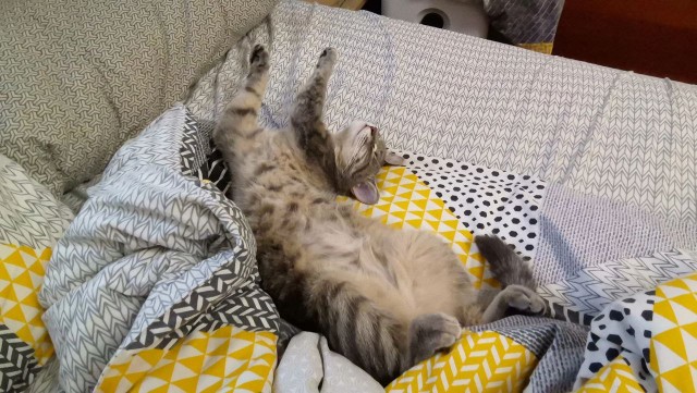 Котячьих потягушечек вам в ленту!