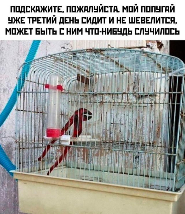 Картинок вам