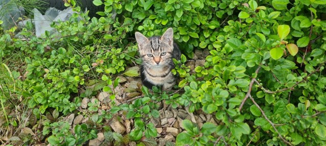 Начинаем котофторник?