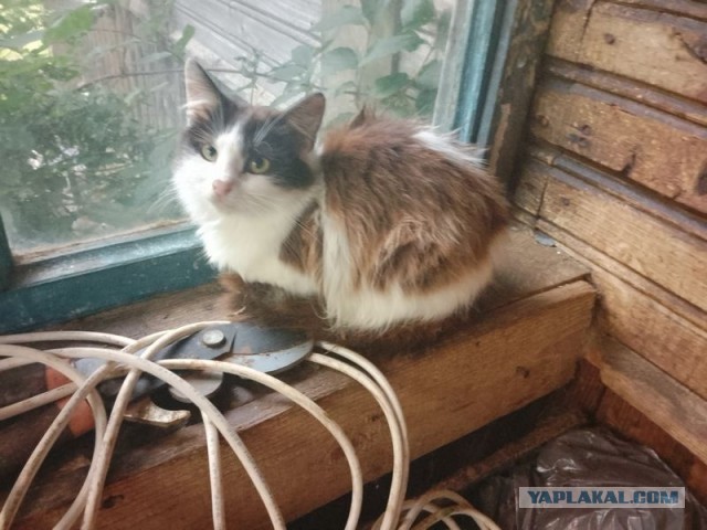Жизнь домашнего приюта для котеек 455