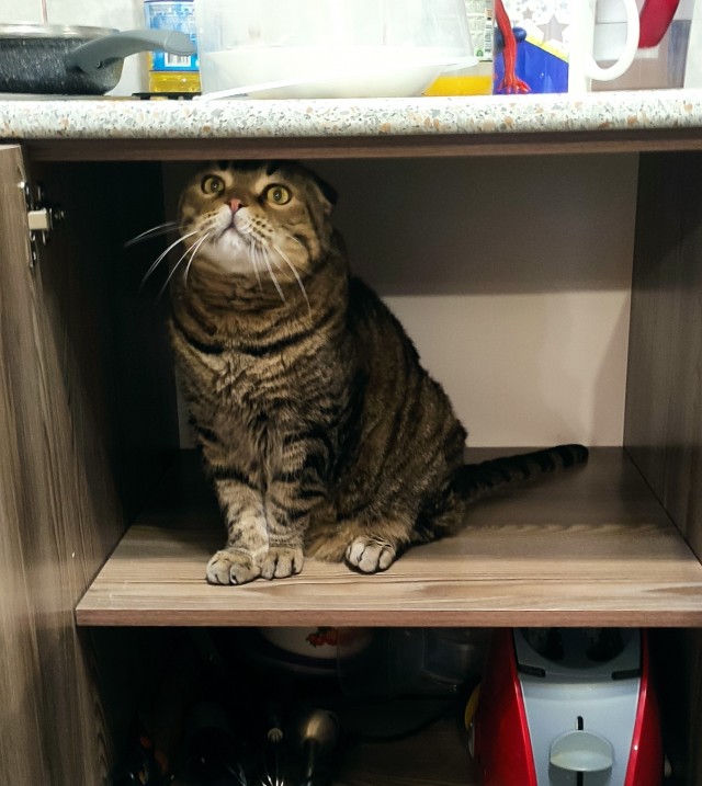 Котовторник Рыжих