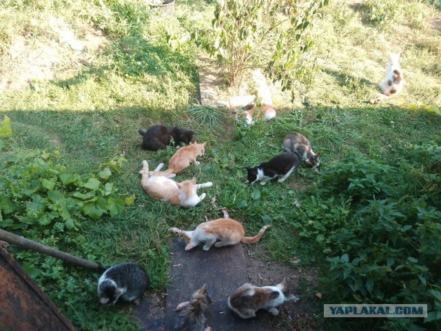 Жизнь домашнего приюта для котеек 462