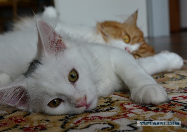 Котовторник 7.11.23