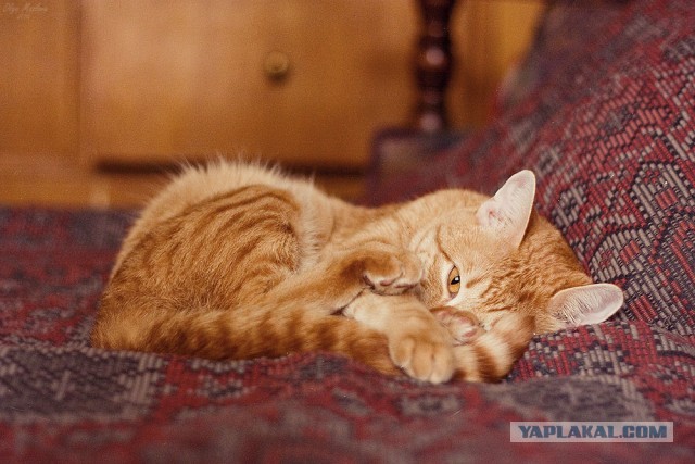 Котовторник 30.04.2013
