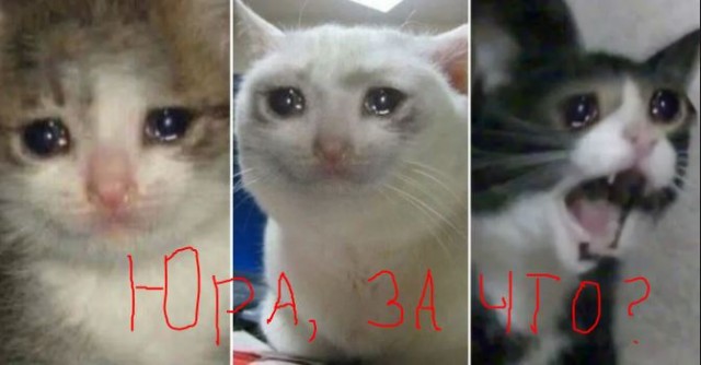 ДДТ — Новости