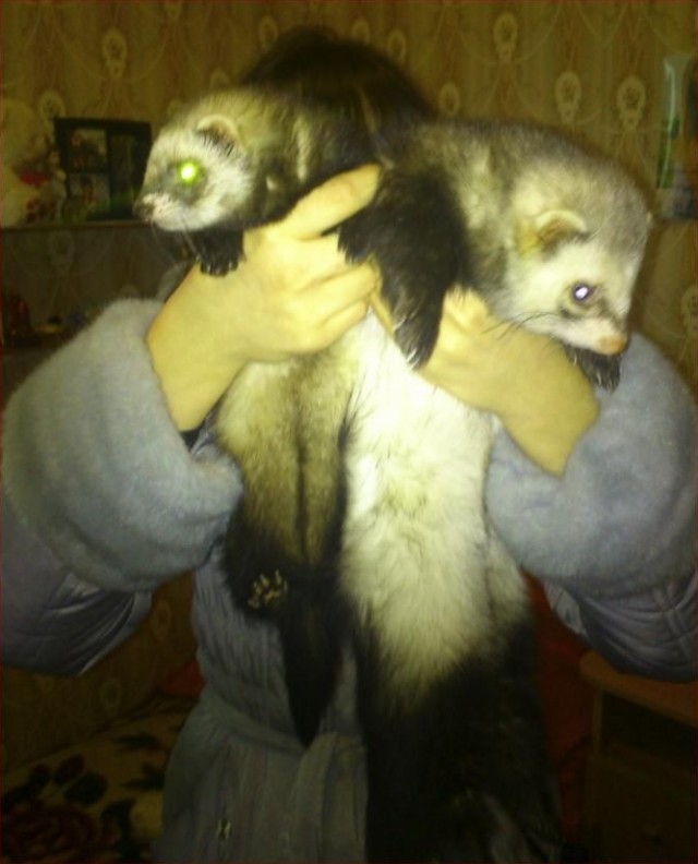 Новорожденные хорята (видео)