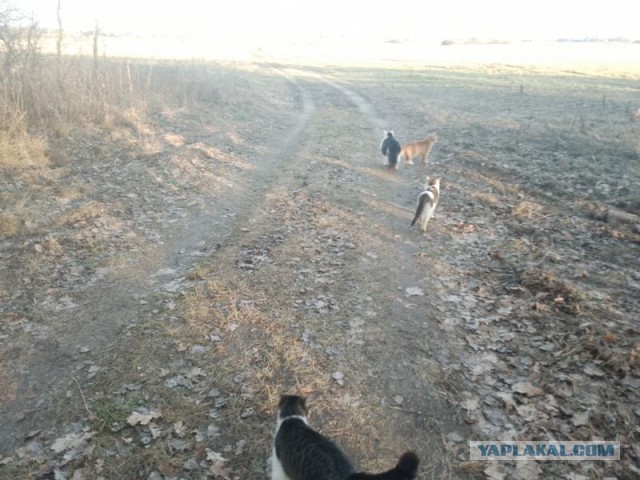Жизнь домашнего приюта для котеек 483