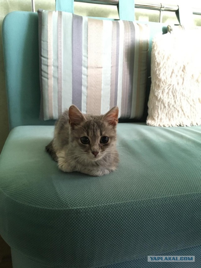 На котовторник