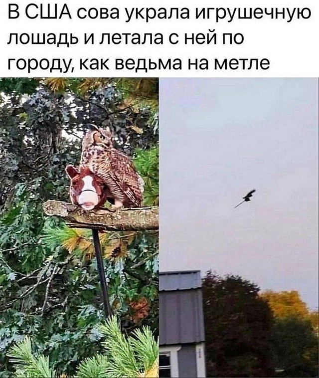 Немного забавных картинок от 22.12.24