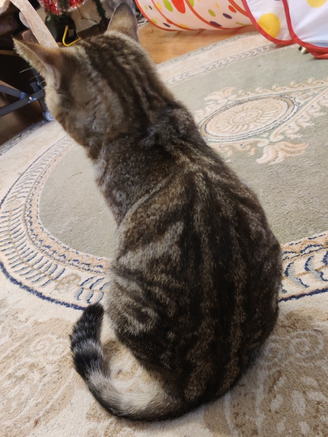 К котовторнику. Кот Роршаха