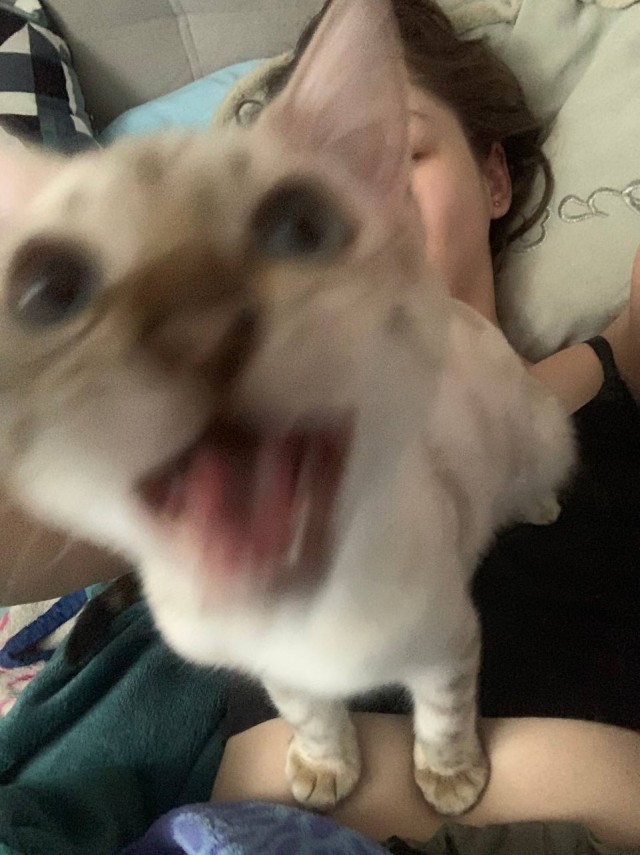 Котэ, совэ и все-все-все