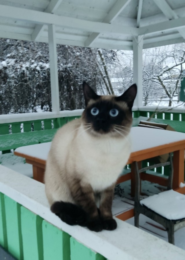 Мое котэ