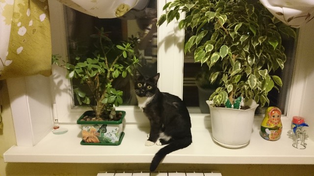 Мурр!