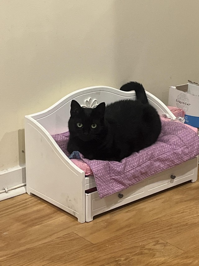 Кошкина кроватка