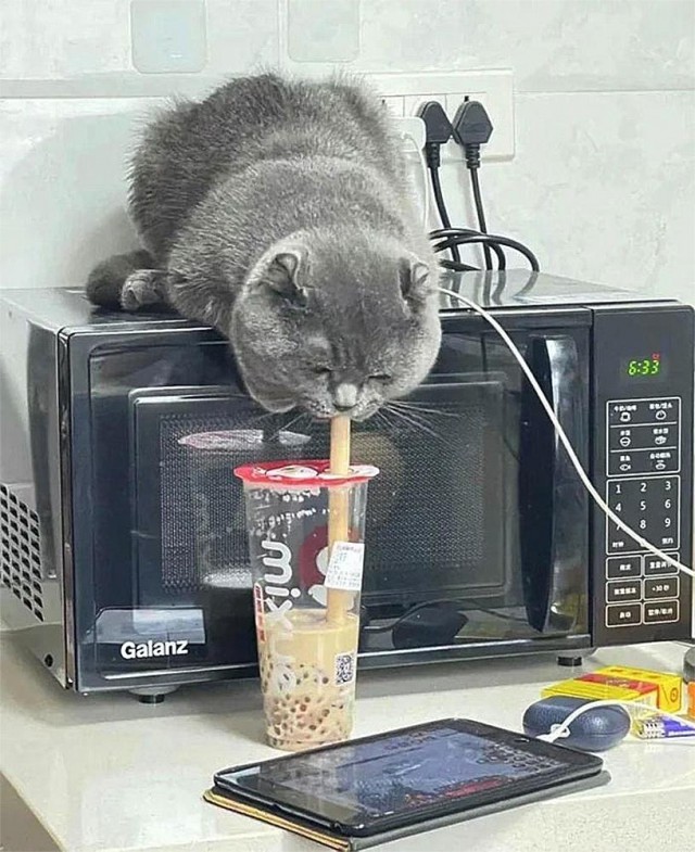 Смешные коты, которые бы победили на конкурсе абсурдных фотографий