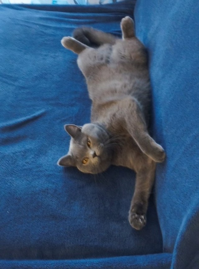 Моему коту Тому 2 года