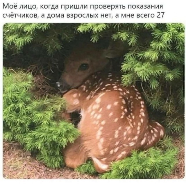 Картинки для деградации 50 (разной степени свежести)