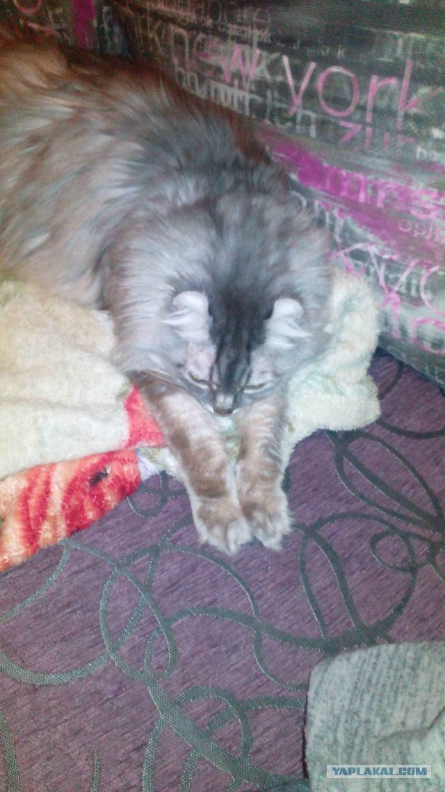 Довольно редкая порода. Керл.