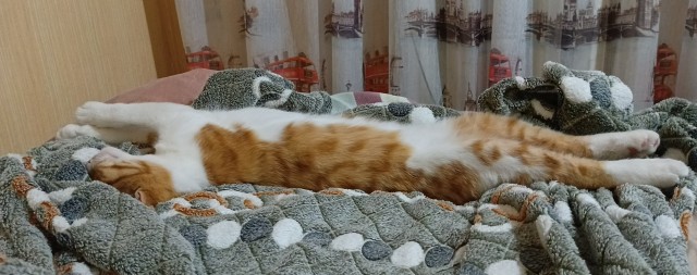 Котовторник. Где коты? Мой вот!