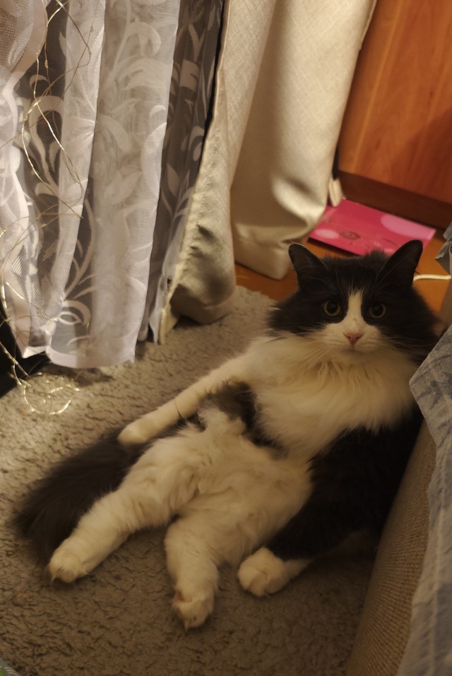 Котовторник же!