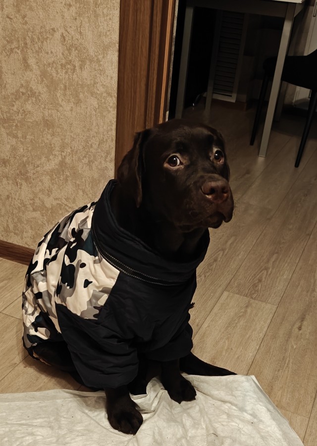 К собакочетвергу