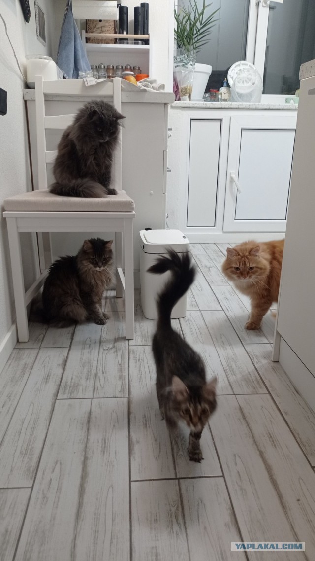 Жрац? Я первая! К котовторнику.