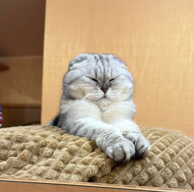 Как отключить защитные настройки кота?