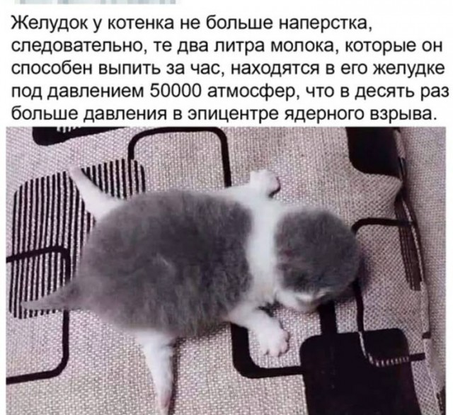 Подборка картинок-баянов с котиками и про котиков. Выпуск 40