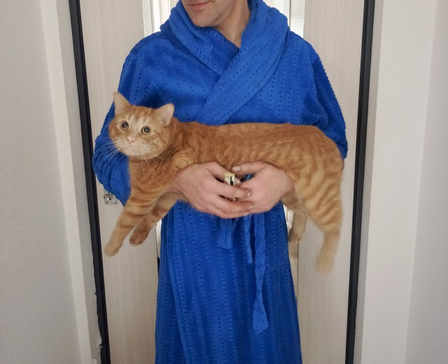 Рыжий шикарный котище
