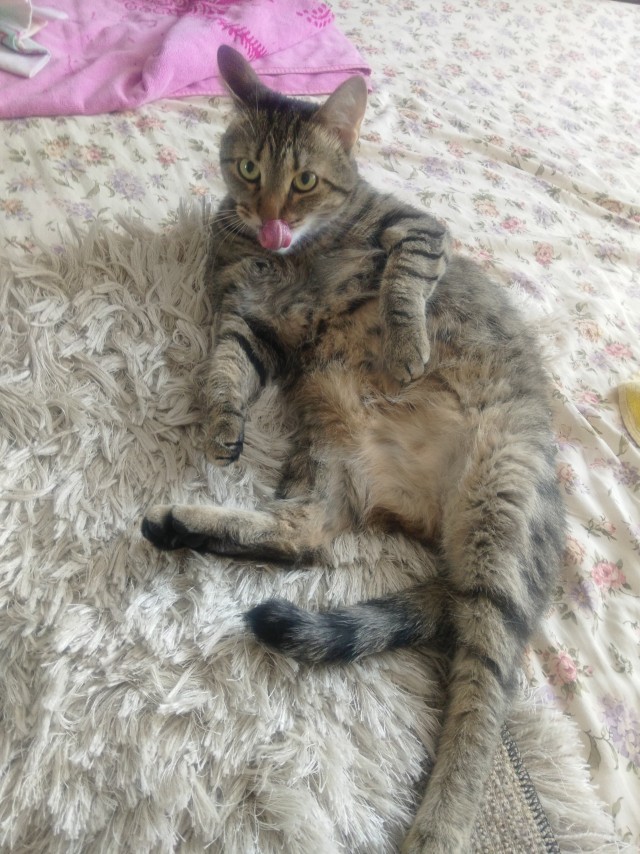 Степана вам в котовторник