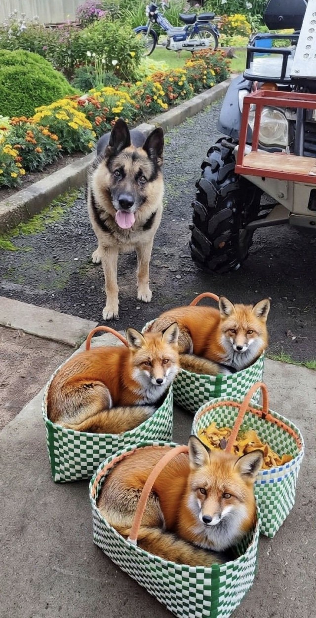 Лисички.