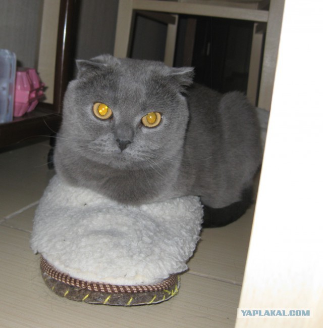 А где прячется ваш кот?