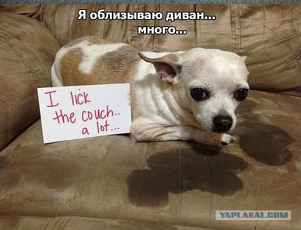 Признания собак.
