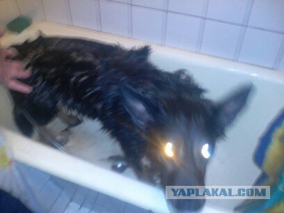 Мой собакен! Овчароид!