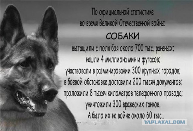 Спасибо тебе, сукa...