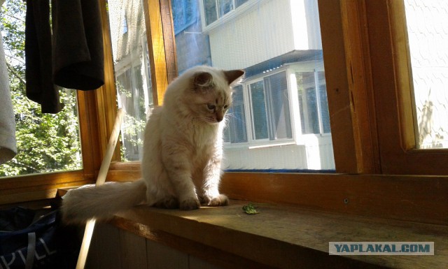 Котовторник 17.06.2014