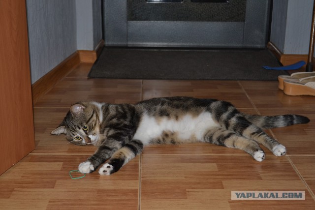 Котовторник 12.08.2014