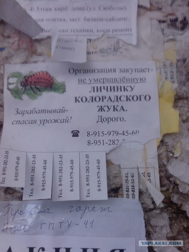 Объявления, анонсы из сети.