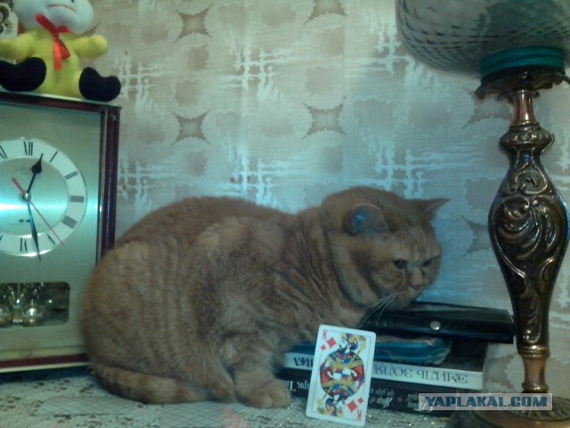 Котовторник 26.08.14.