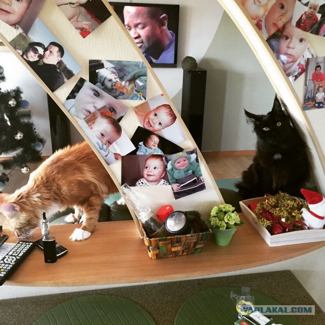 Котовторник 27.01.2015