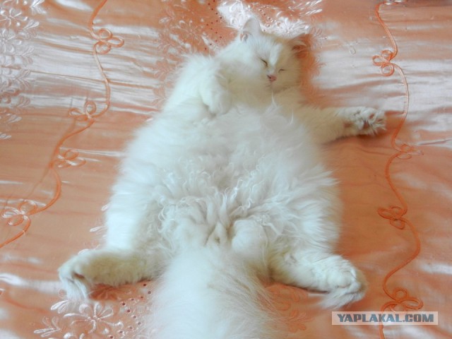 Перепись котопузов открыта=)