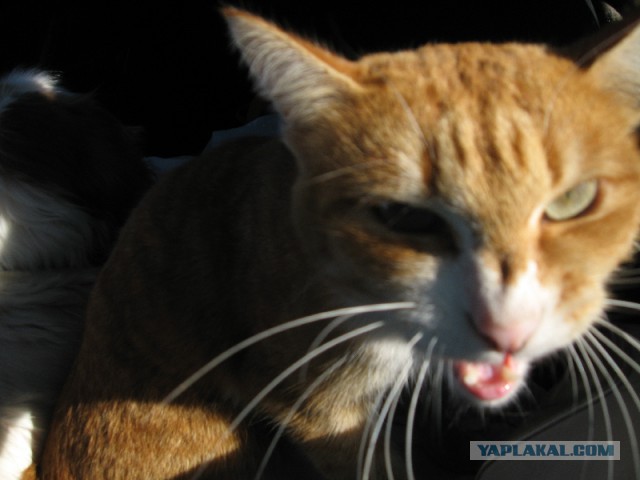 Котовторник 31.03.2015